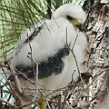 Grey Goshawk chick at Cairns Pioneer Cemeter. I saw only one bird on the nest<br />Kowa TSN4 + Sony DSC N2